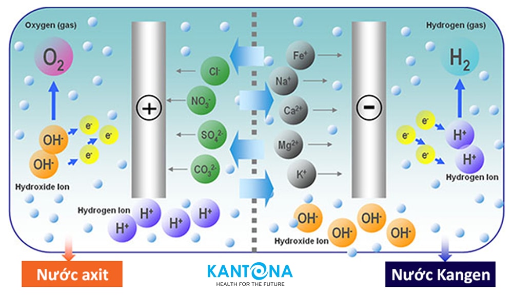 qua trinh dien phan cua may loc nuoc ion kiem kangen leveluk sd501 - Máy lọc nước điện giải Kangen Leveluk K8